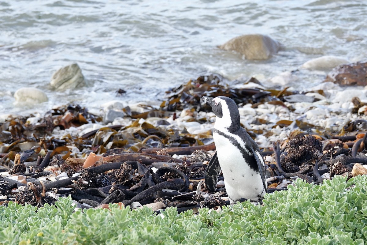 African Penguin - ML639964850
