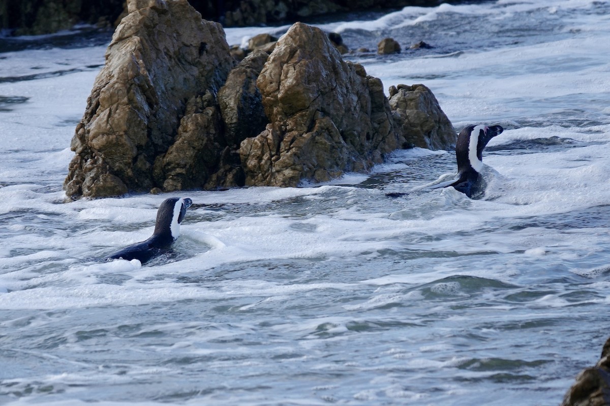 African Penguin - ML639964851