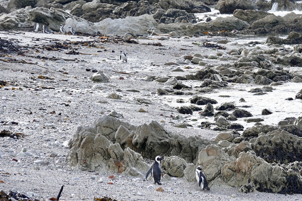 African Penguin - ML639964852