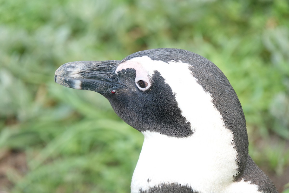 African Penguin - ML639964853