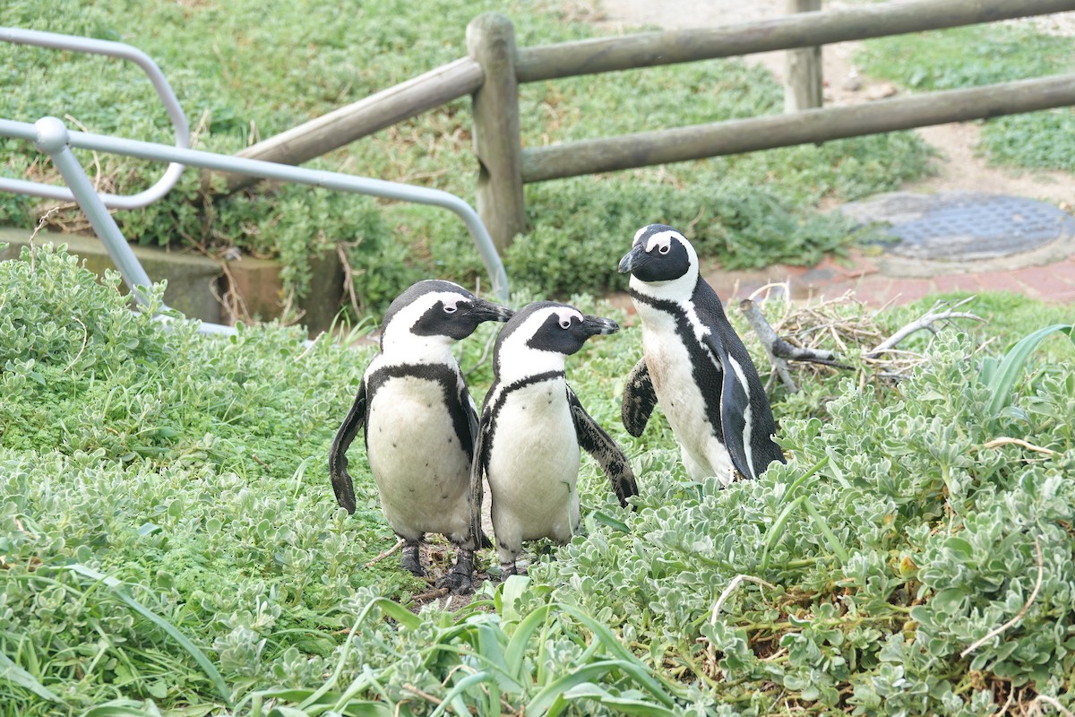 African Penguin - ML639964855