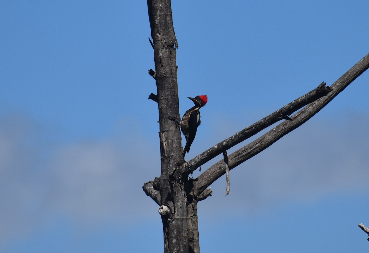 Lineated Woodpecker - ML639964884