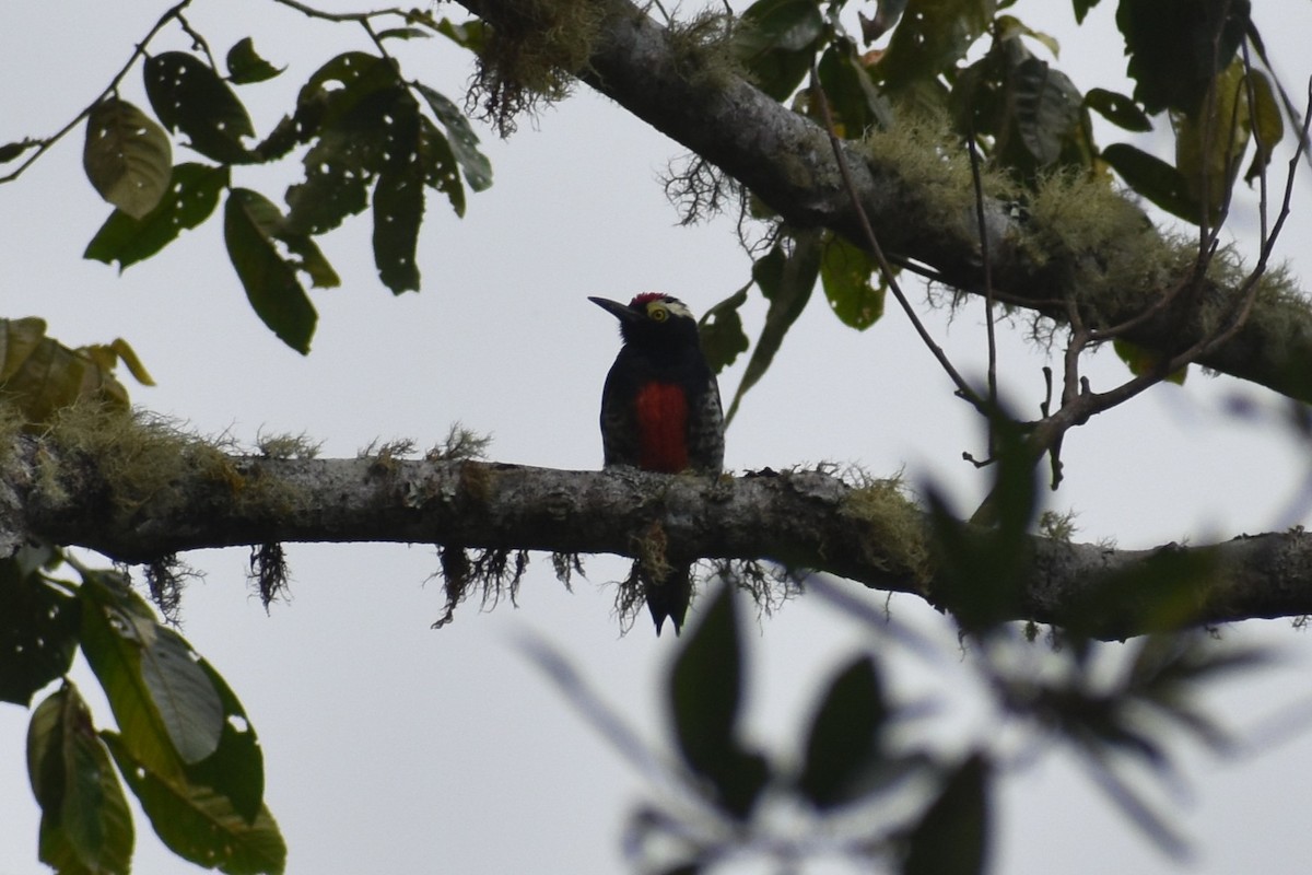 Yellow-tufted Woodpecker - ML639964920