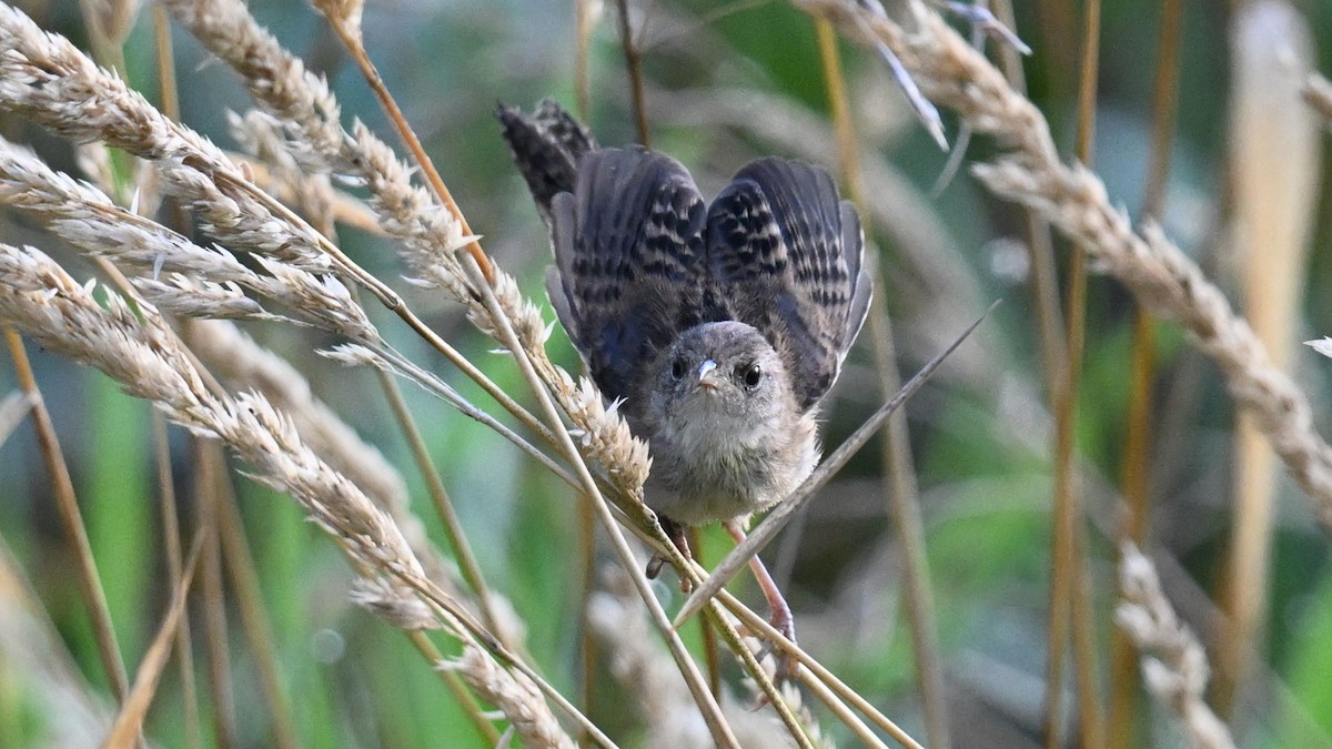 Sedge Wren - ML639964968