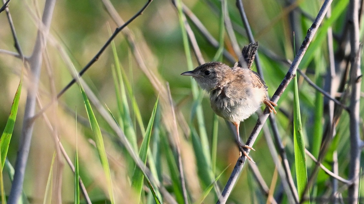 Sedge Wren - ML639964969