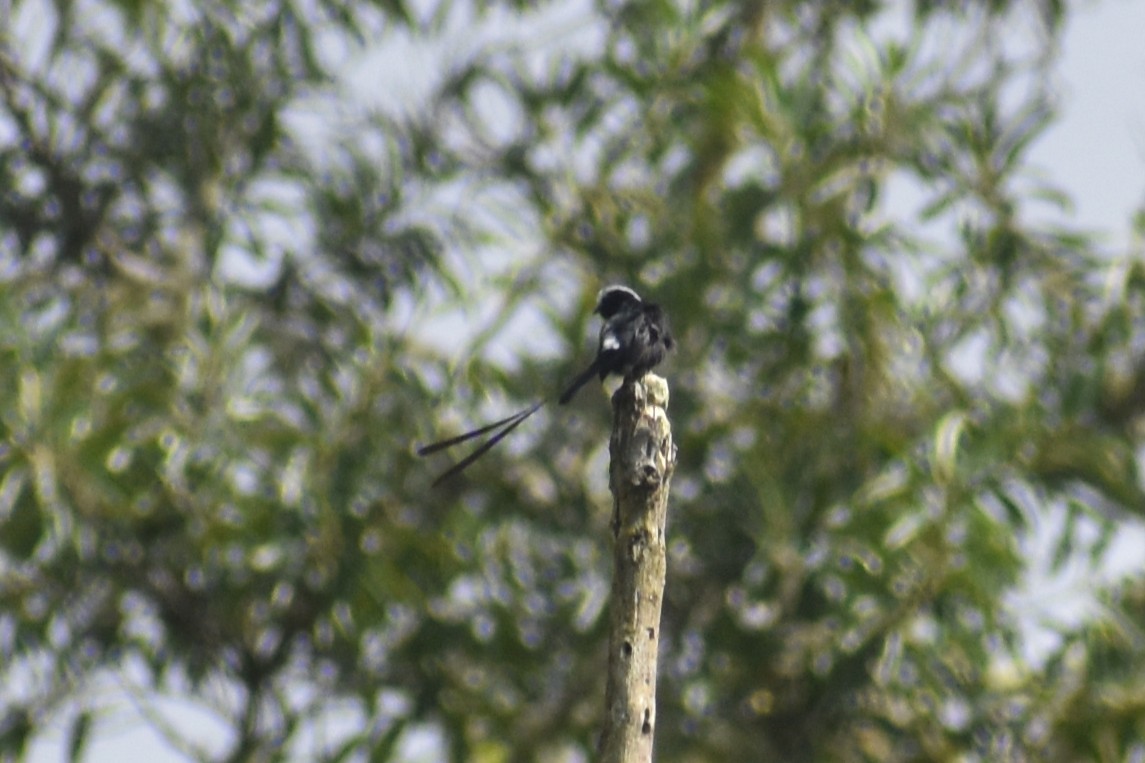 Long-tailed Tyrant - ML639964971