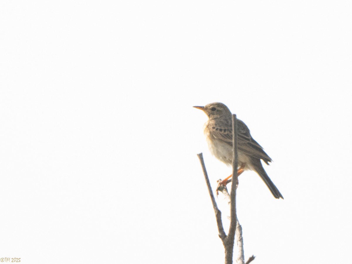 Blyth's Pipit - ML639964983