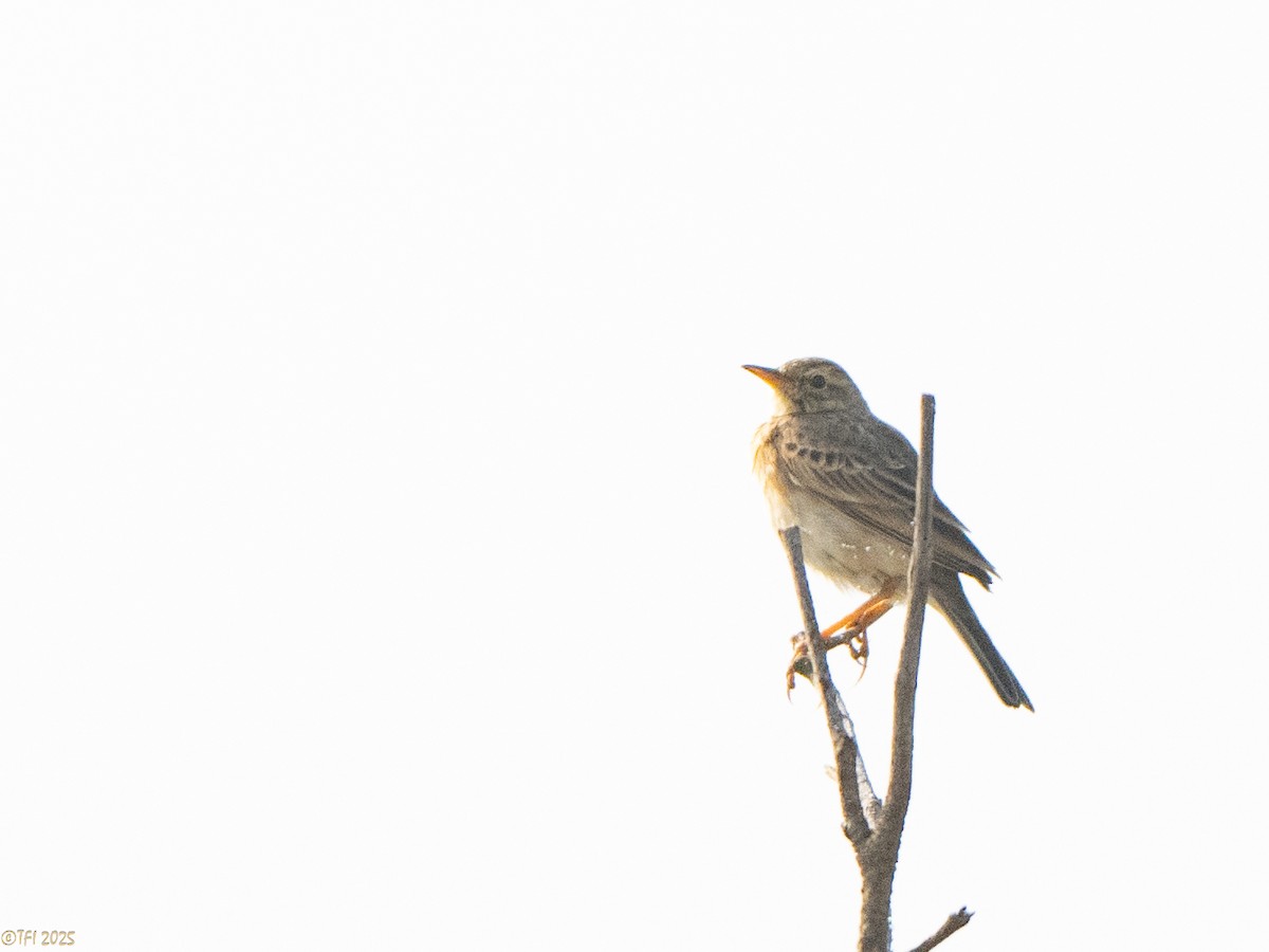 Blyth's Pipit - ML639964985