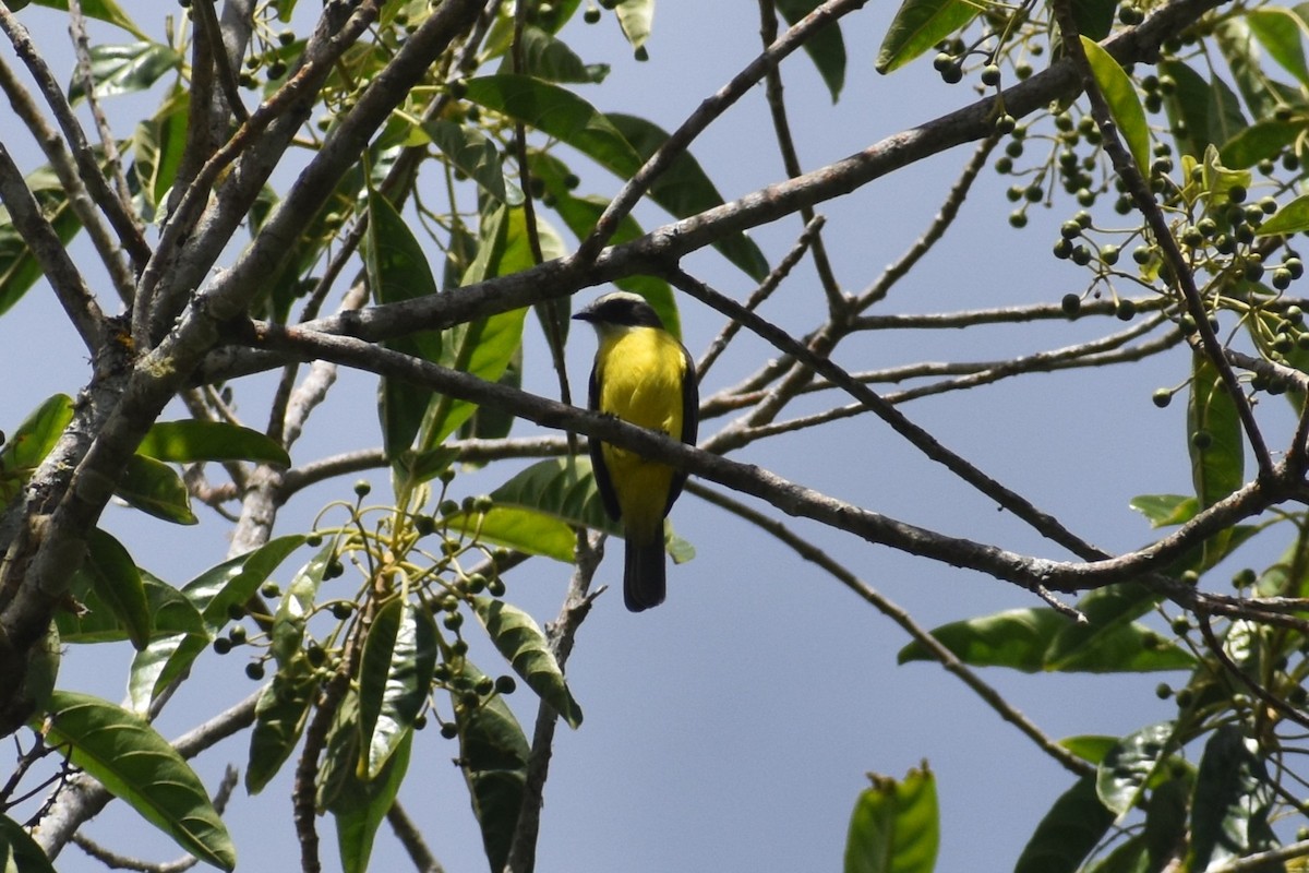 Social Flycatcher - ML639964988