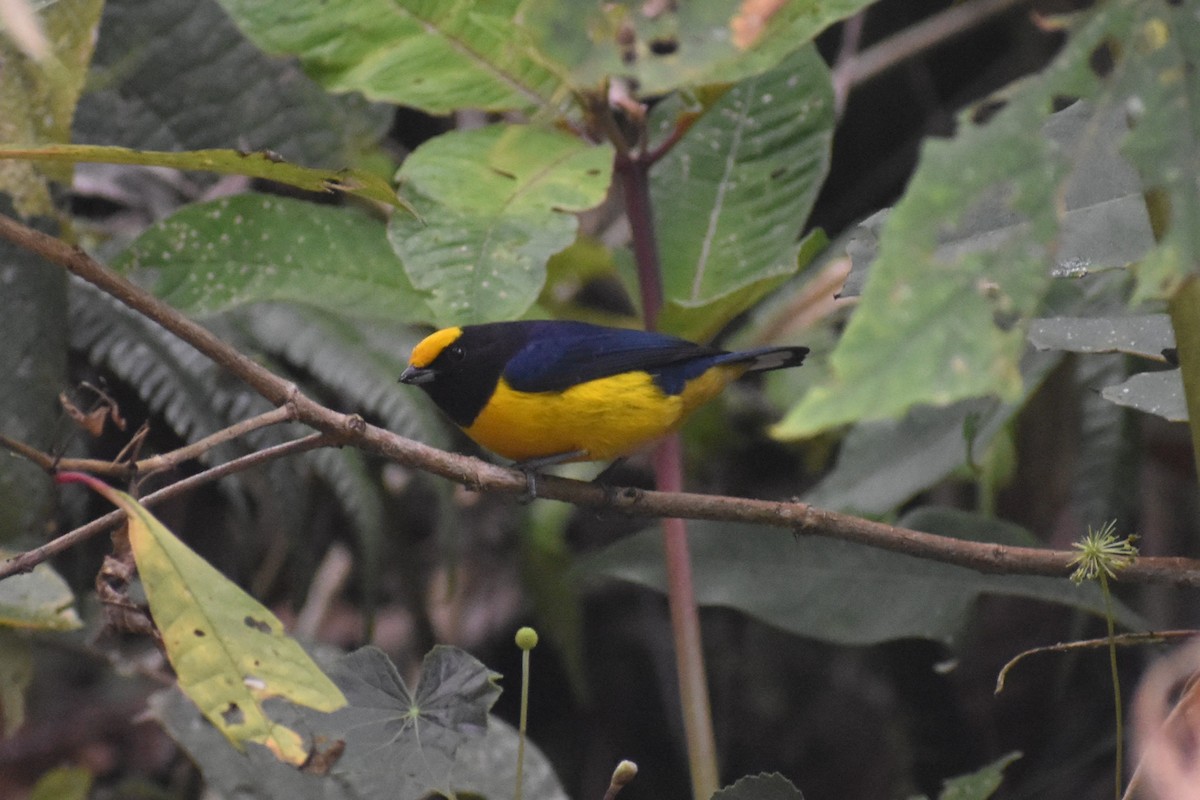 Orange-bellied Euphonia - ML639965000
