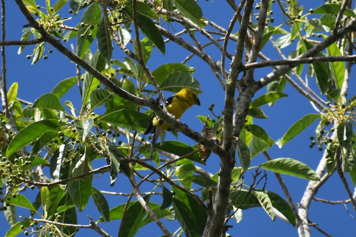 Golden Grosbeak - ML639965016