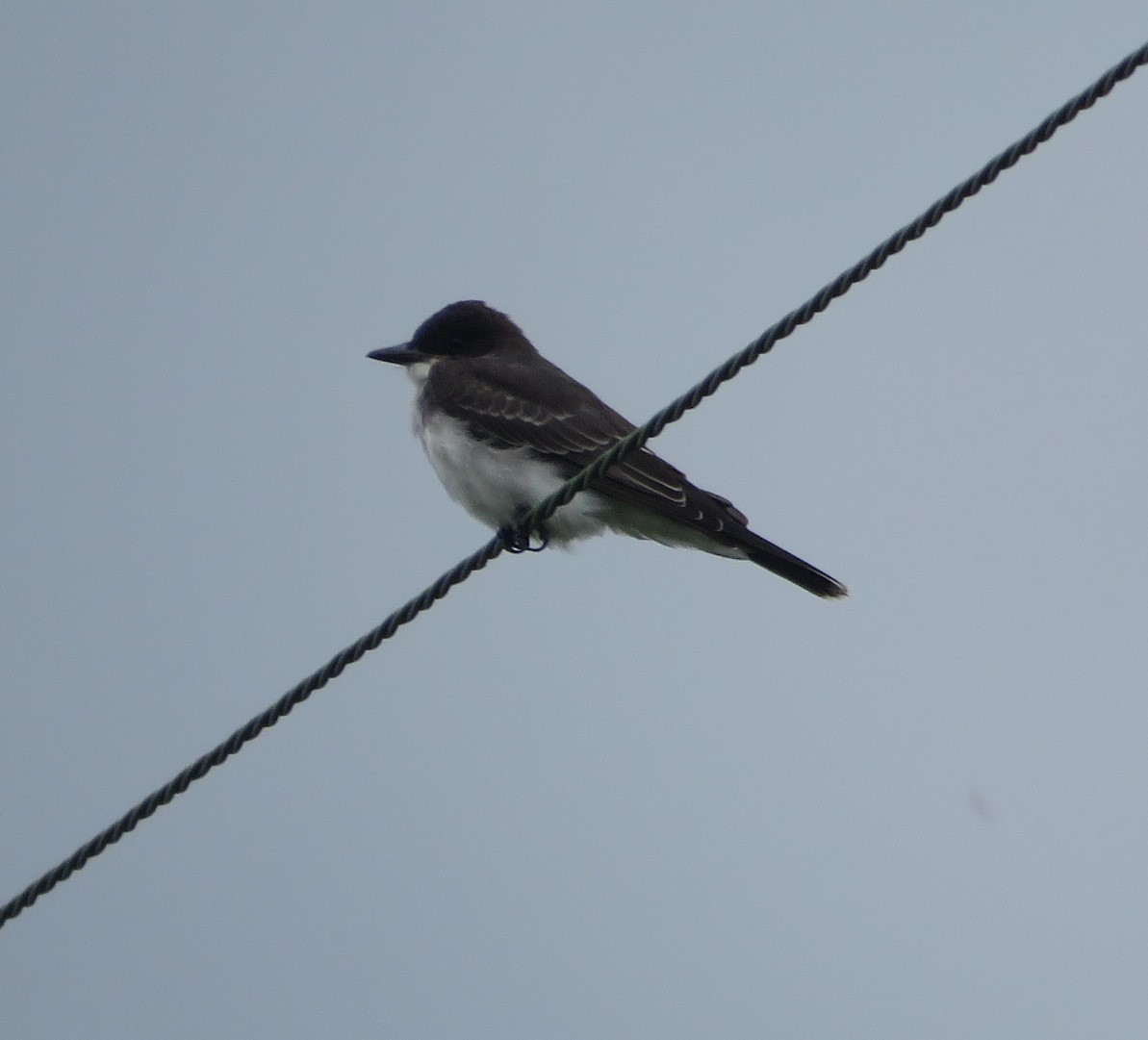 Schieferrücken-Königstyrann - ML639965087