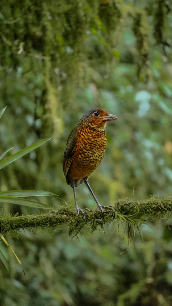 Giant Antpitta - ML639965092