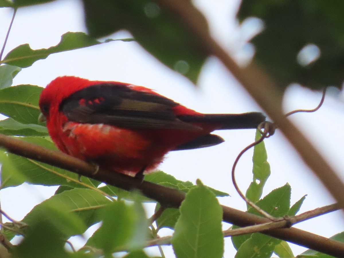 Piranga écarlate - ML639965118
