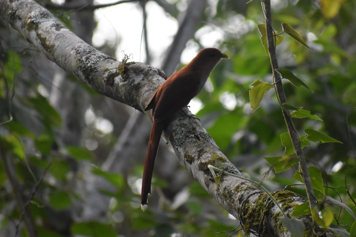Squirrel Cuckoo - ML639965189