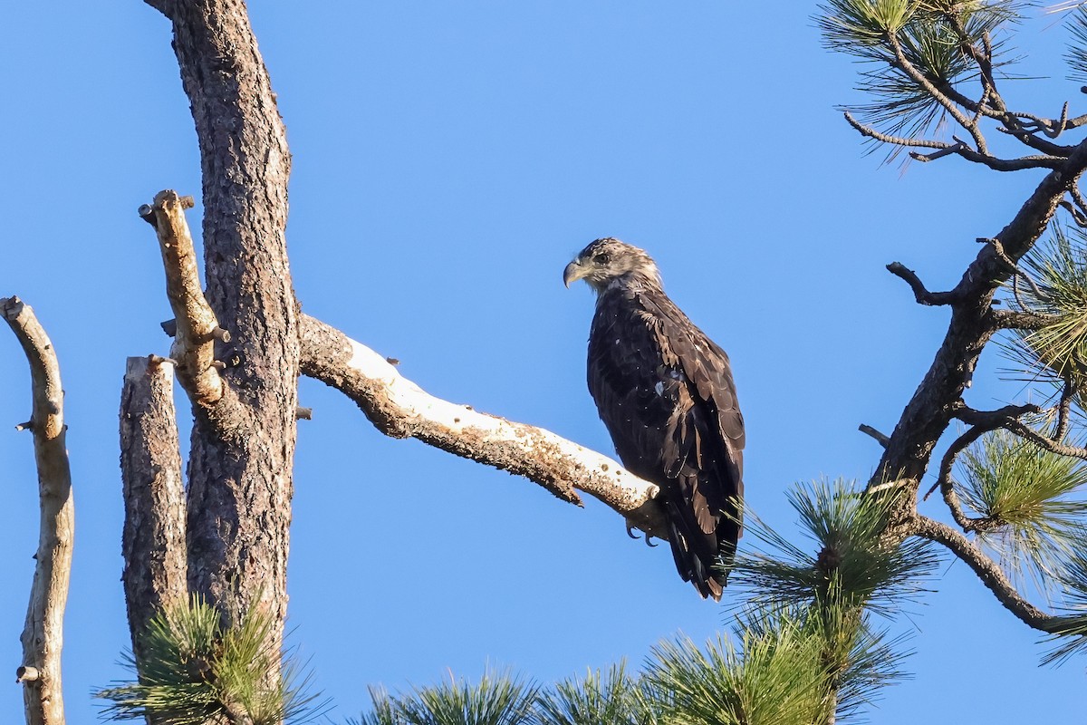 Bald Eagle - ML639965216