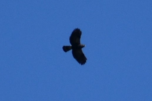 White-rumped Hawk - ML639965222