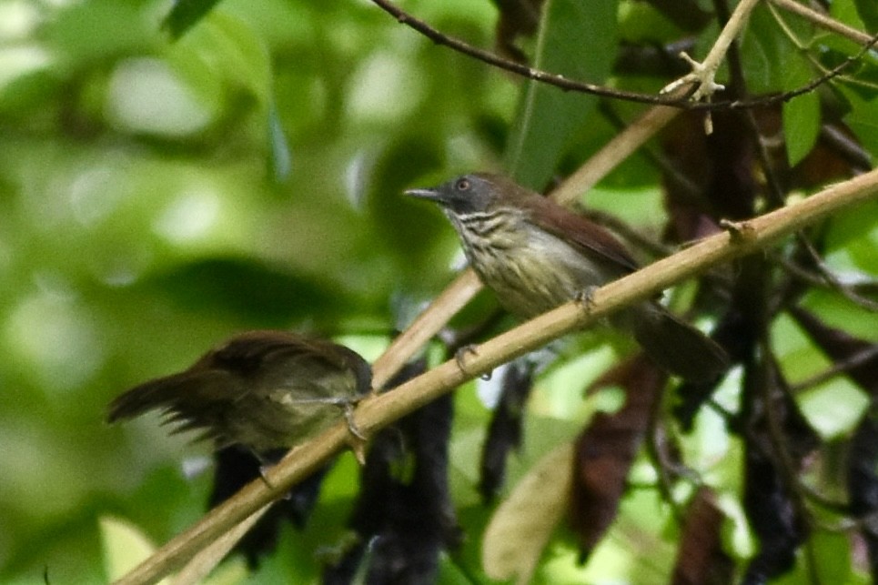 Bold-striped Tit-Babbler - ML639965234