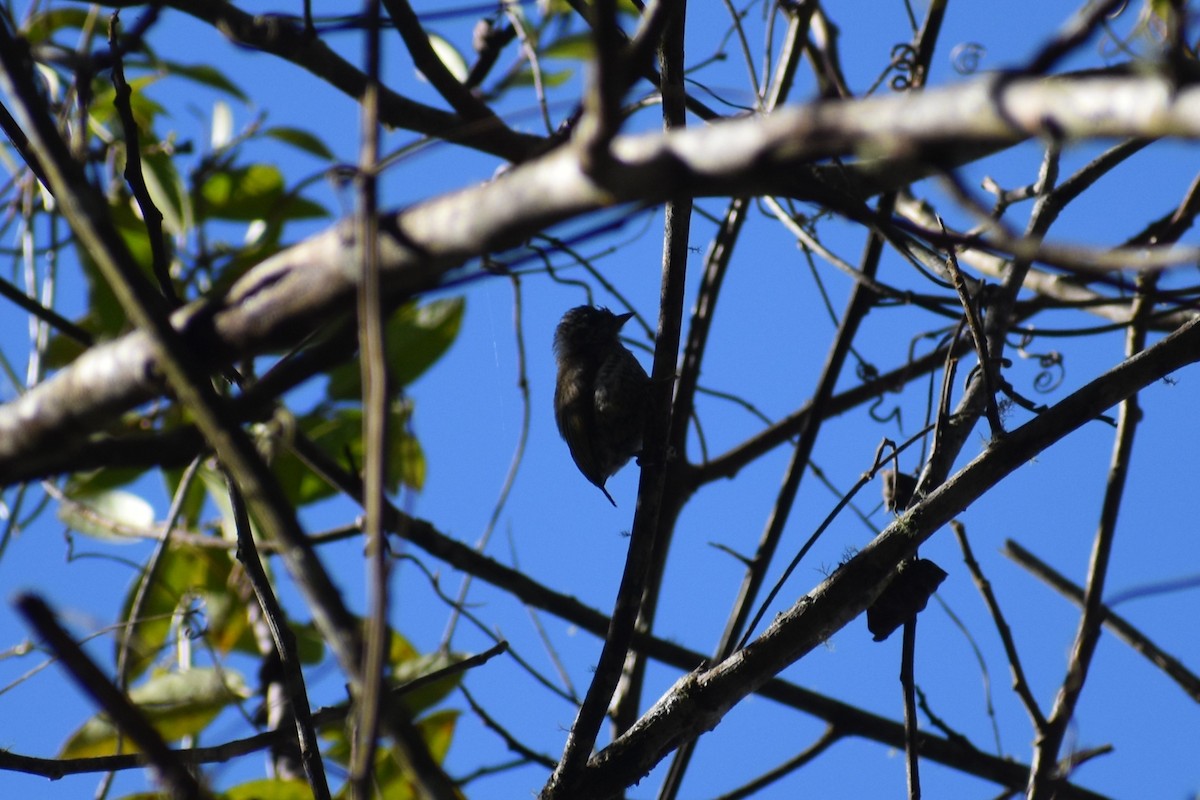 Lafresnaye's Piculet - ML639965248