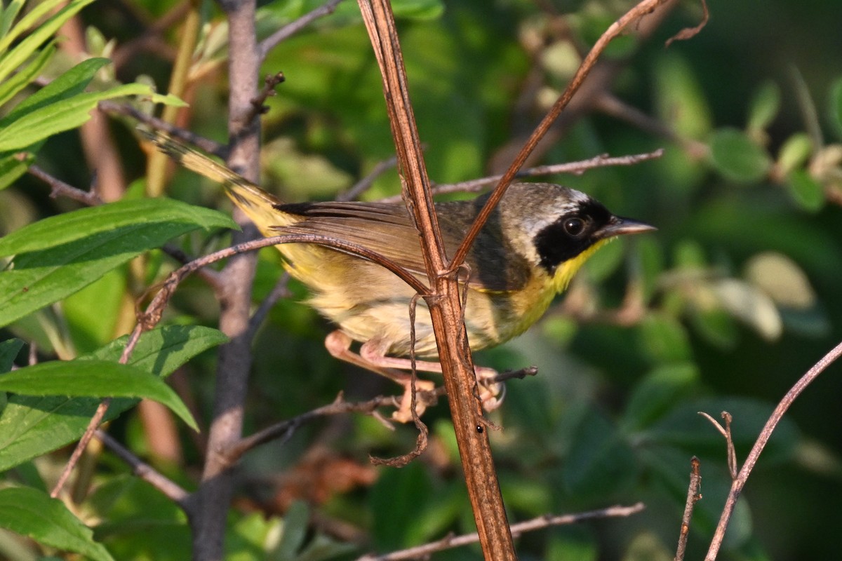 Common Yellowthroat - ML639965256