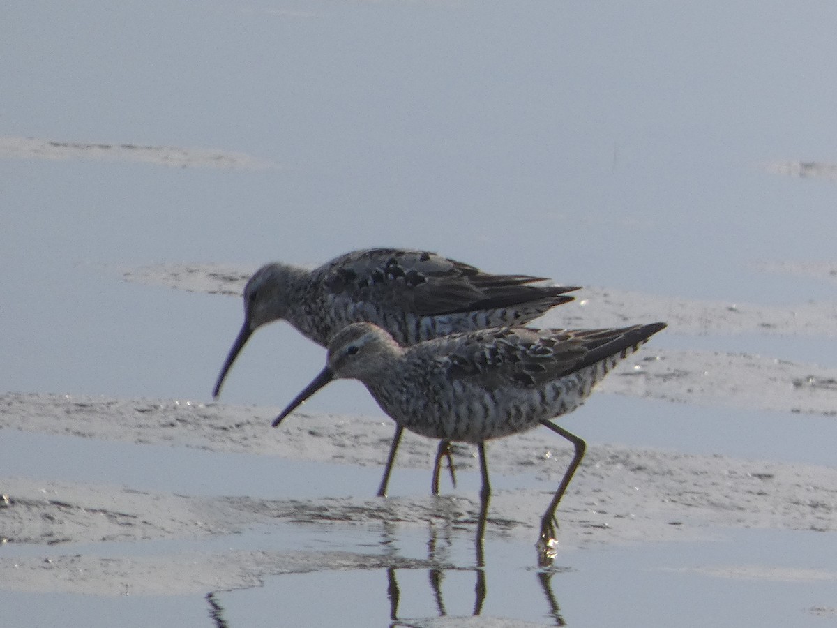 jespák dlouhonohý - ML639965276