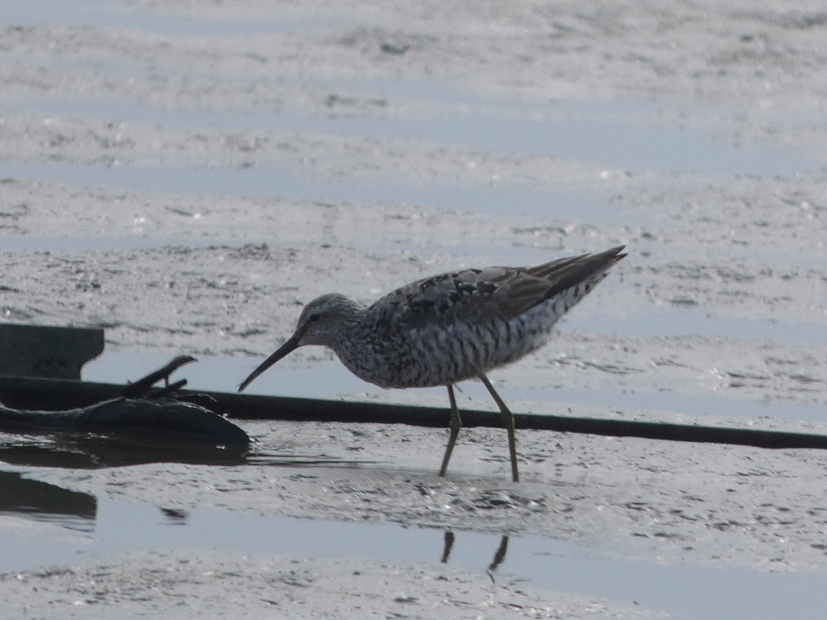 jespák dlouhonohý - ML639965278