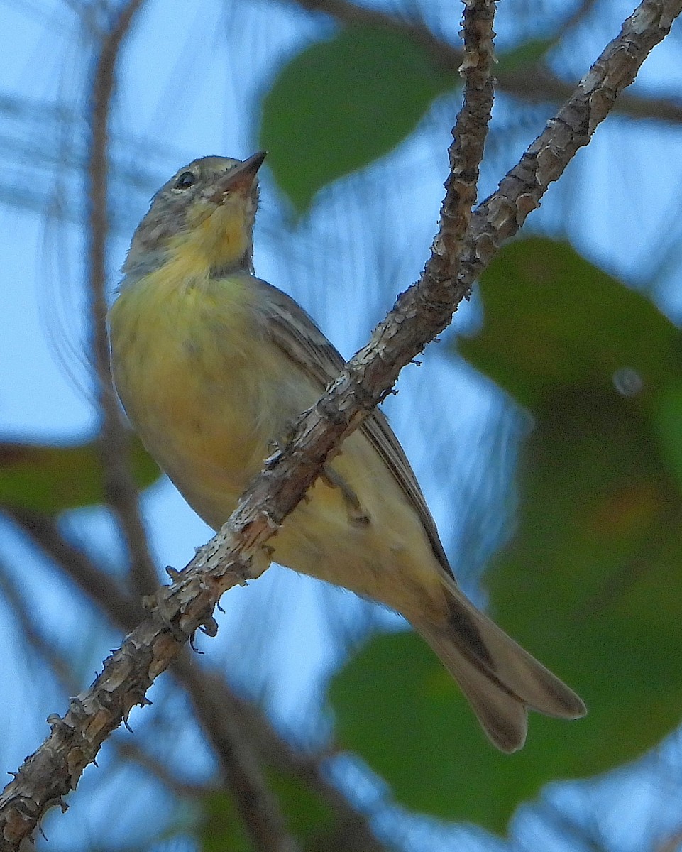 Pine Warbler - ML639965280
