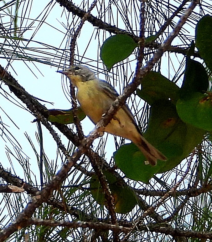 Pine Warbler - ML639965283