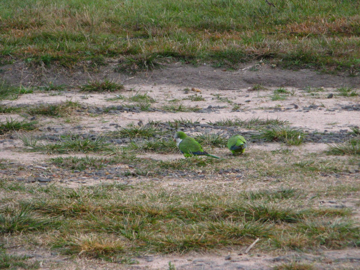 Monk Parakeet - ML639965296