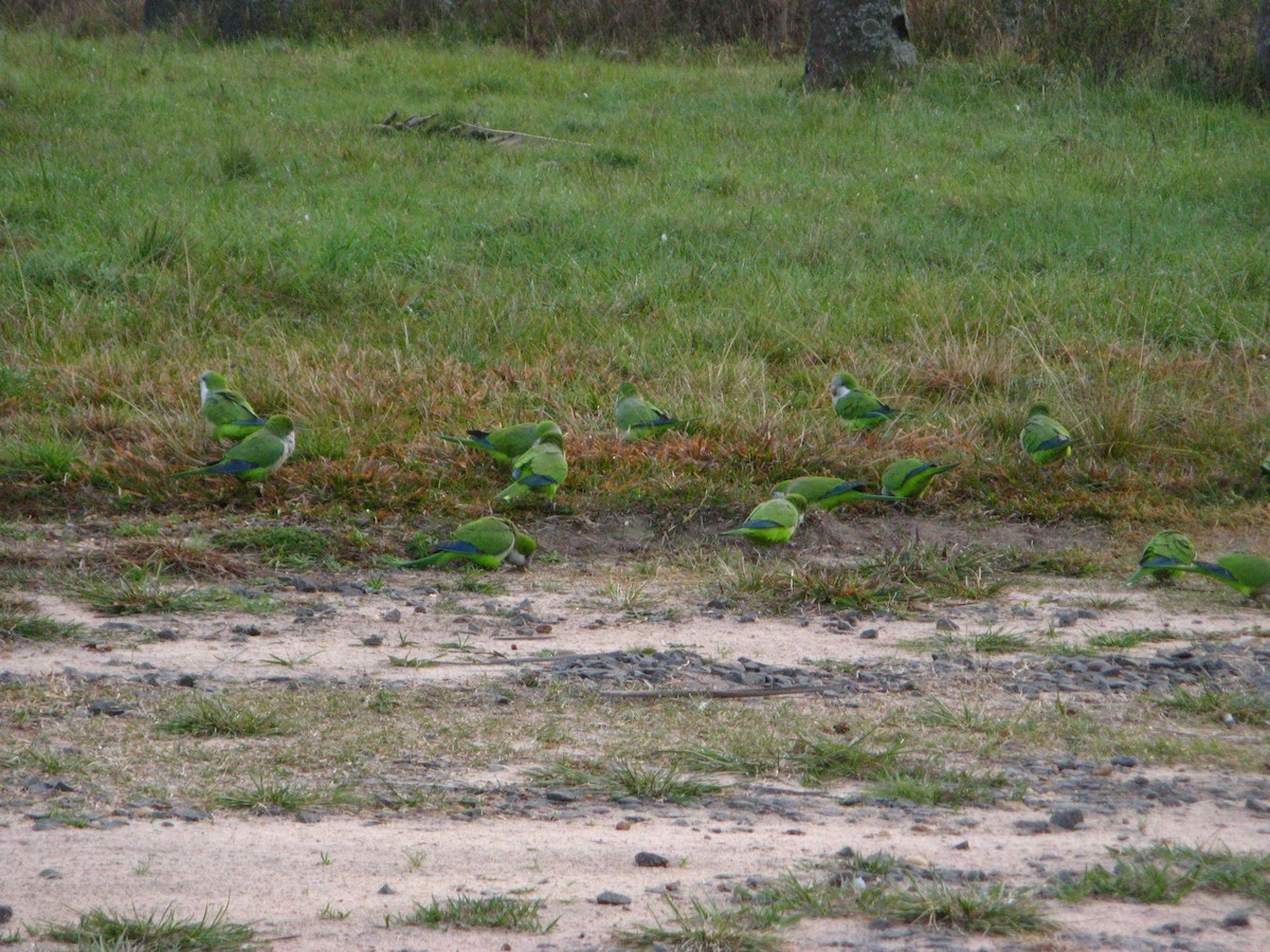 Monk Parakeet - ML639965297