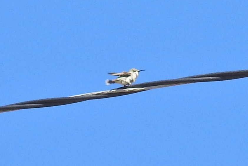 Peruvian Sheartail - ML639965307