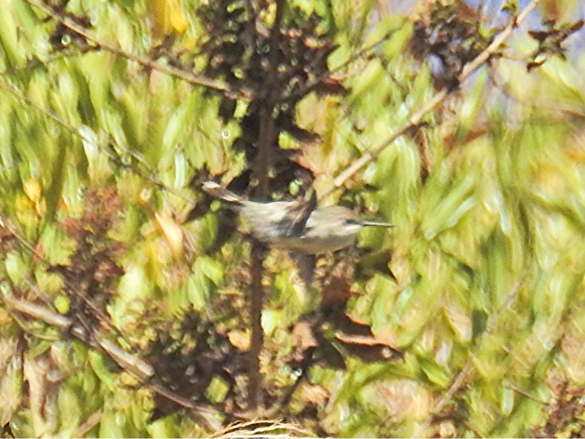 Peruvian Sheartail - ML639965308