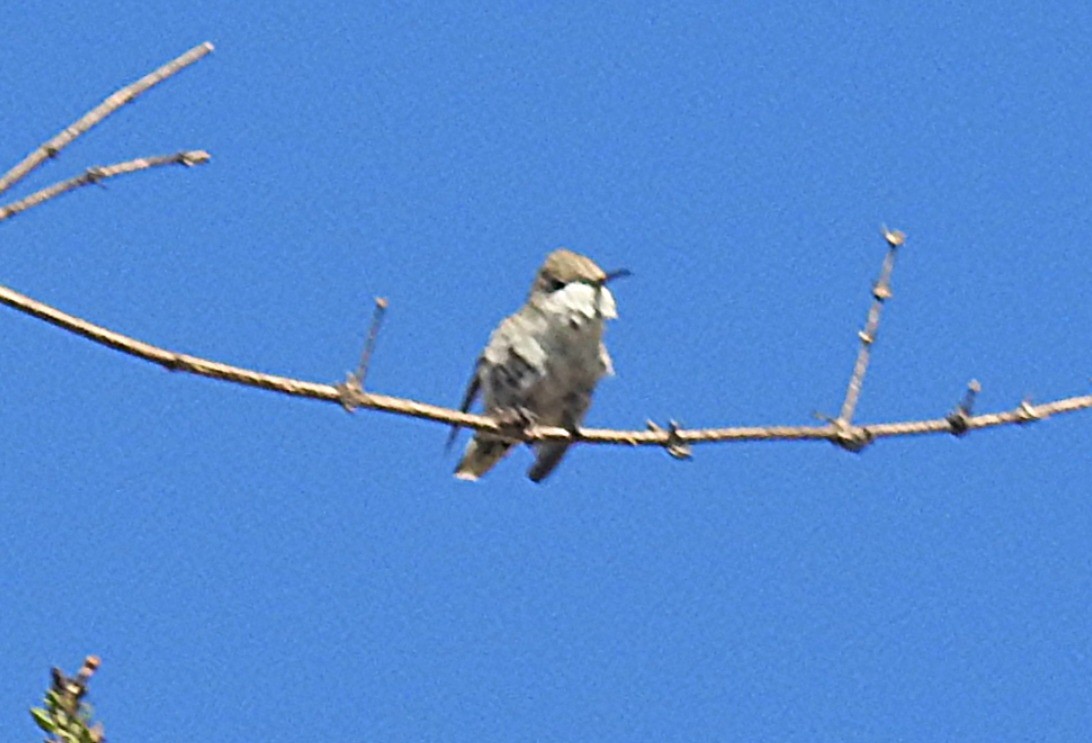Peruvian Sheartail - ML639965309