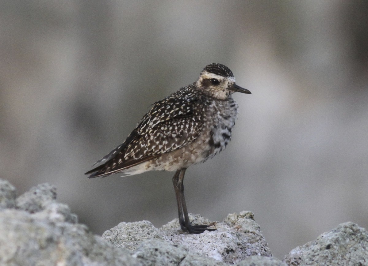 Pacific Golden-Plover - Dan Maxwell