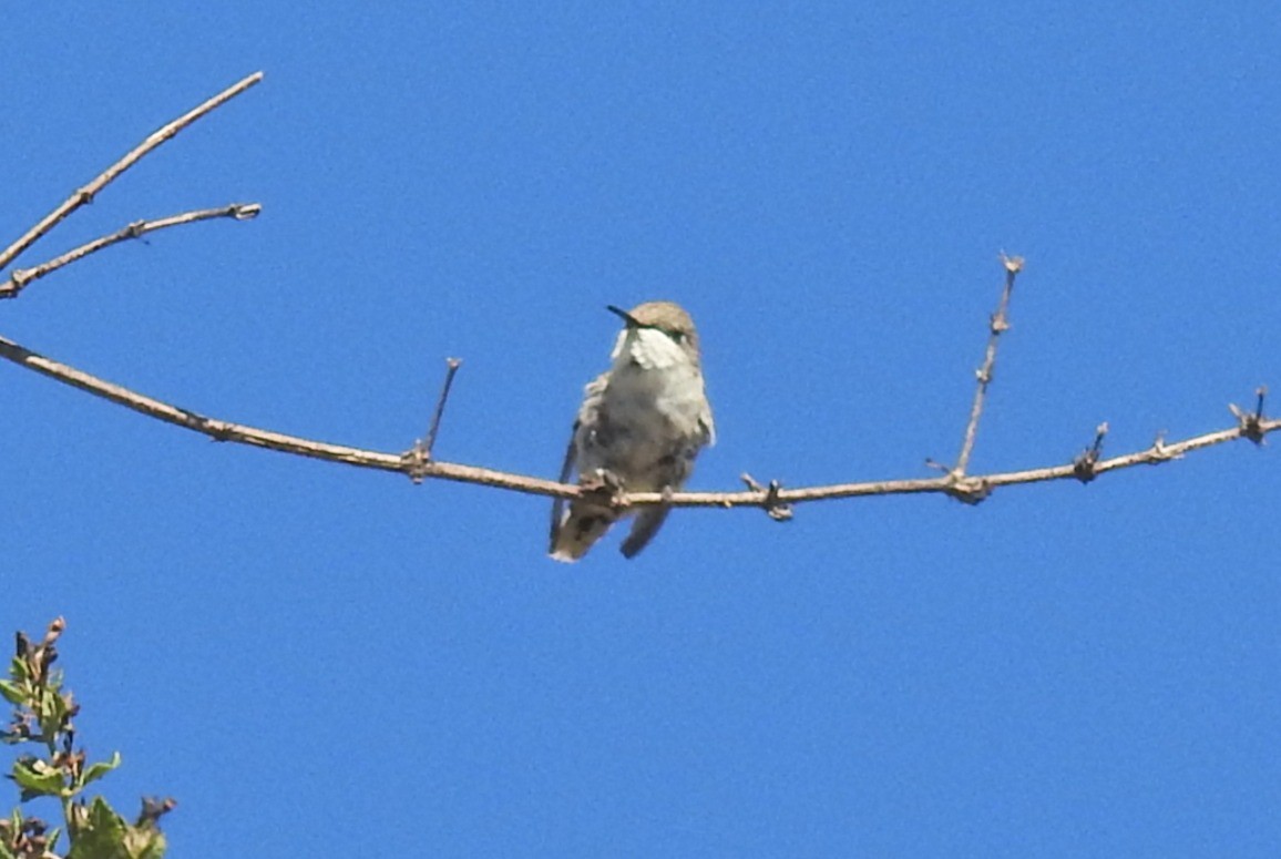 Peruvian Sheartail - ML639965310
