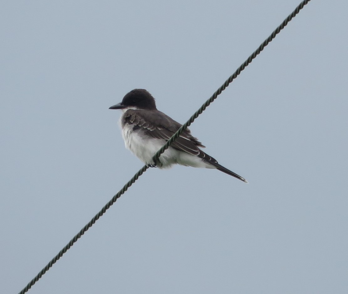 Schieferrücken-Königstyrann - ML639965327