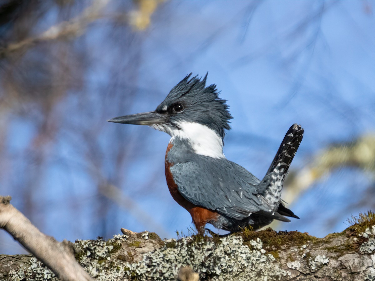 Ringed Kingfisher - ML639965418