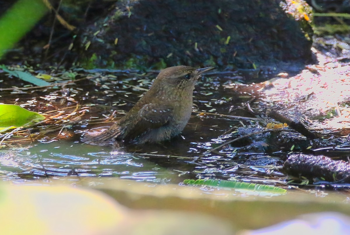 Winter Wren - ML639965419