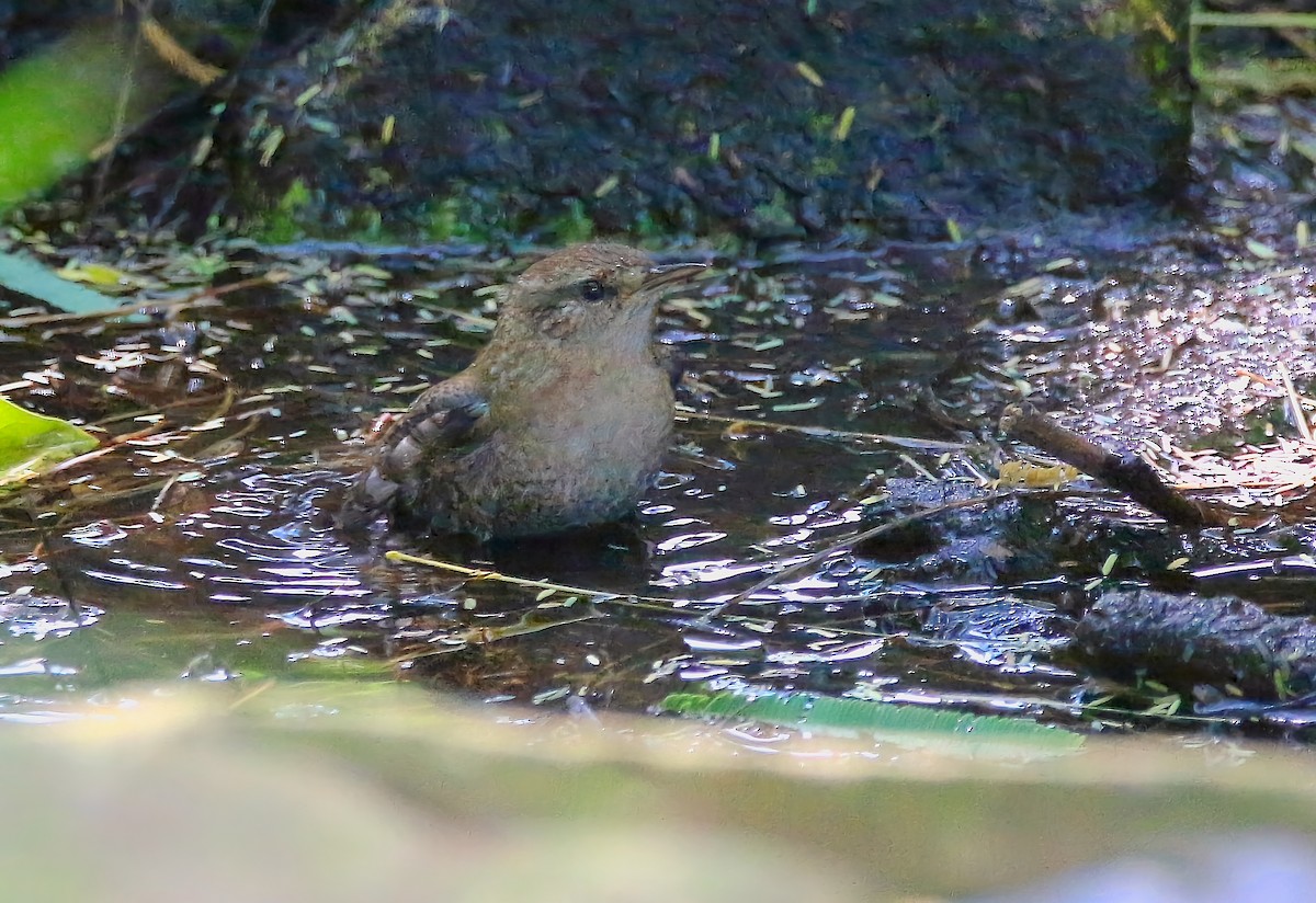 Winter Wren - ML639965420