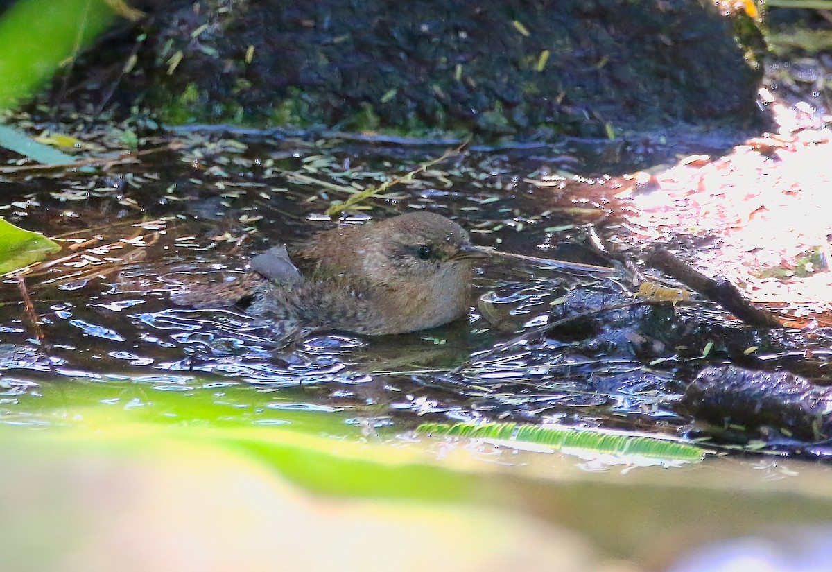 Winter Wren - ML639965421