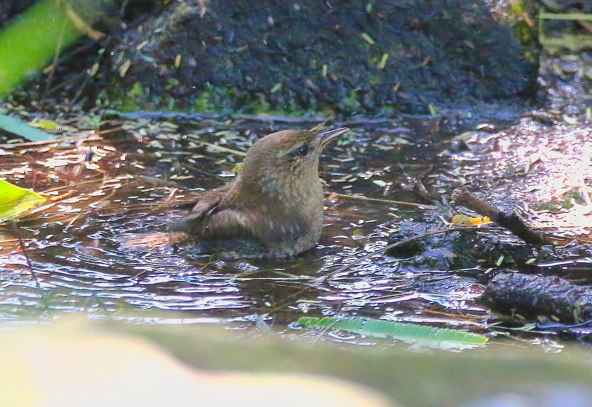 Winter Wren - ML639965422