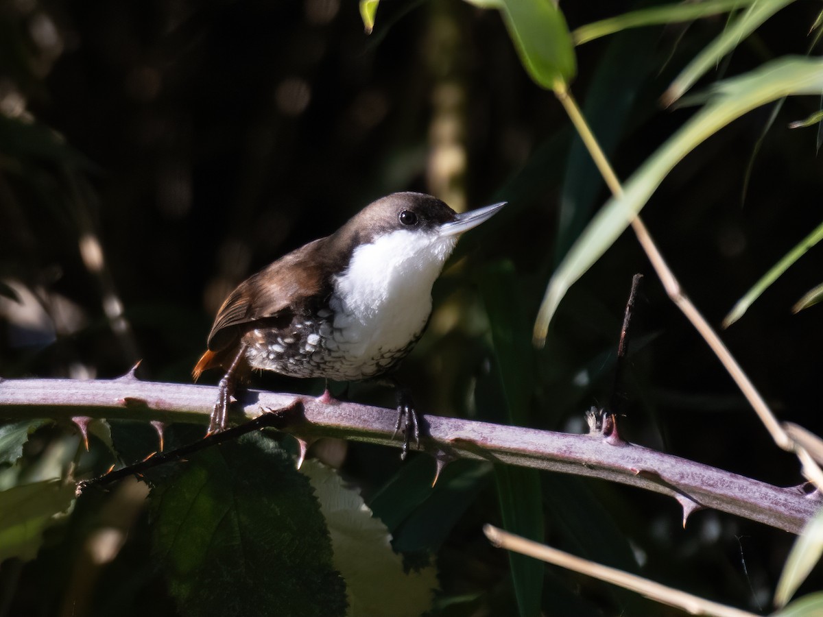 White-throated Treerunner - ML639965434