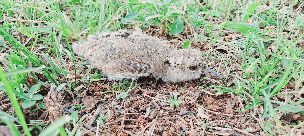 Southern Lapwing - ML639965437