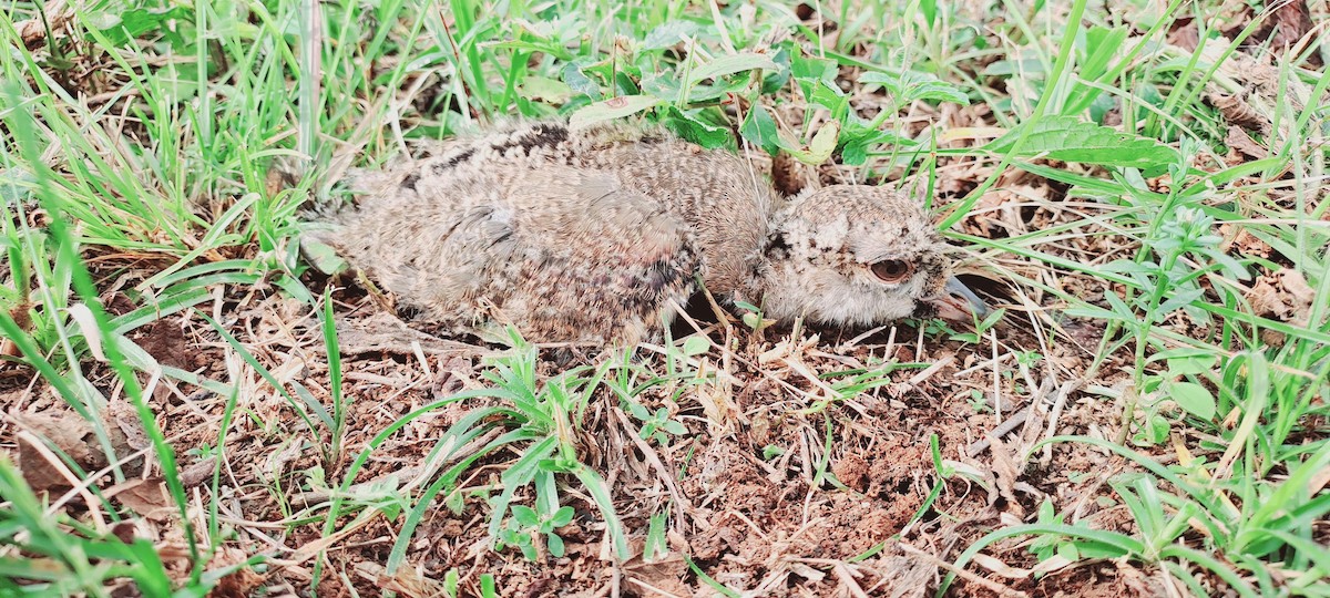 Southern Lapwing - ML639965438