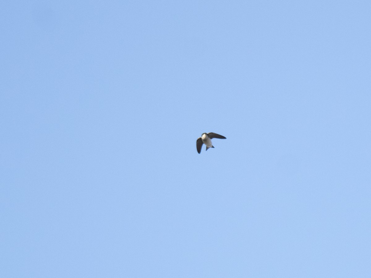 Chilean Swallow - ML639965458