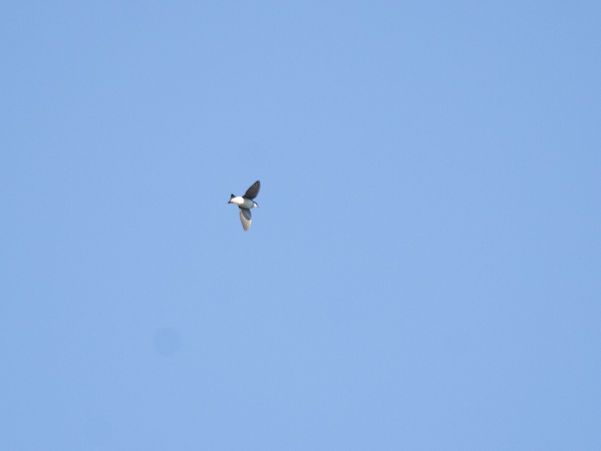 Chilean Swallow - ML639965459