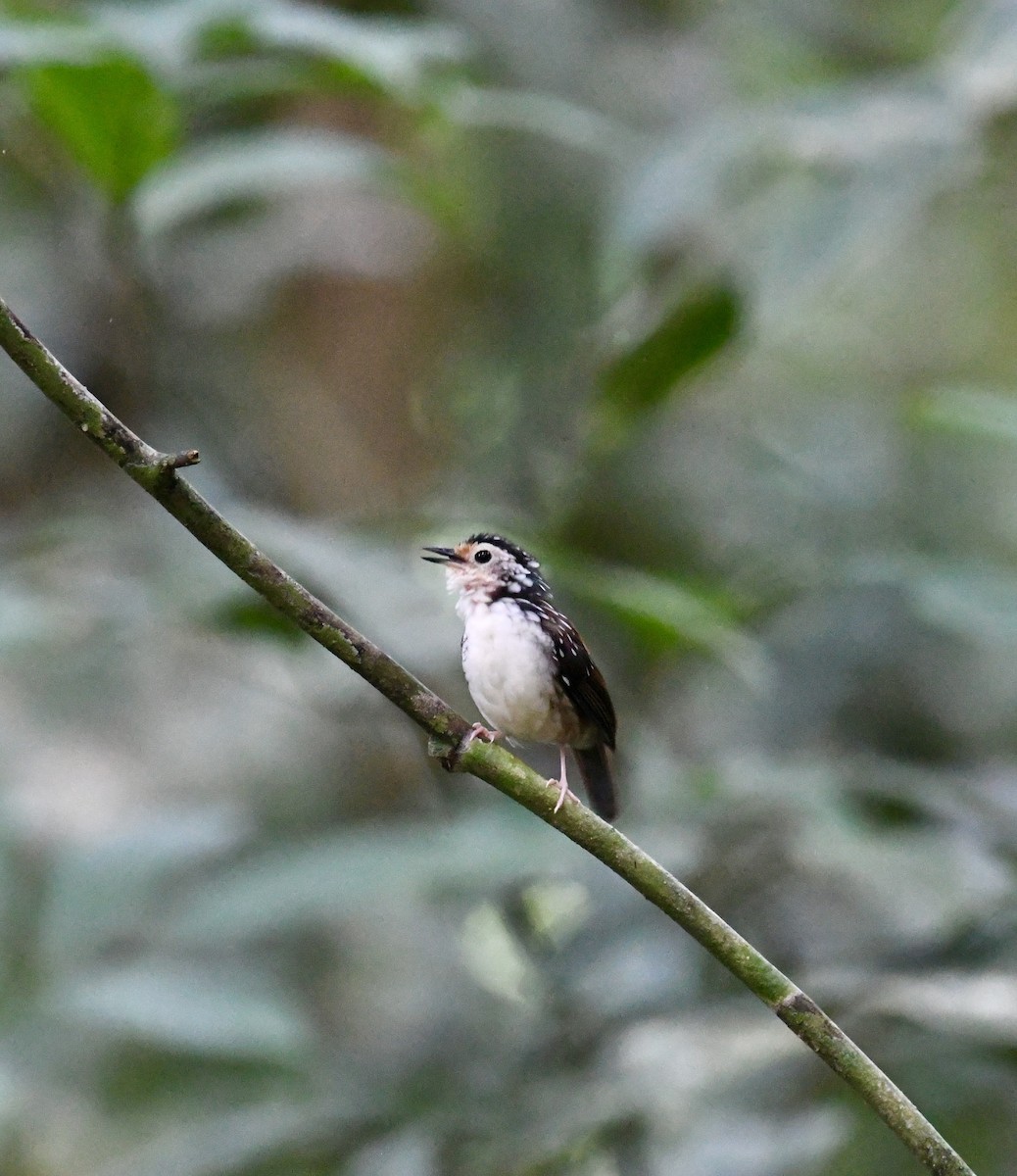 Striped Wren-Babbler - ML639965494