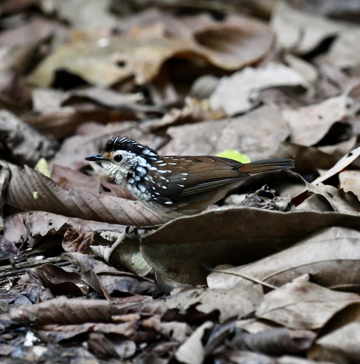 Striped Wren-Babbler - ML639965495