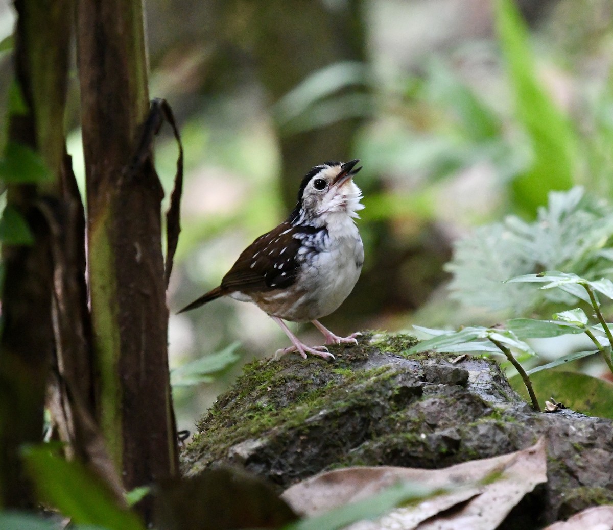 Striped Wren-Babbler - ML639965496