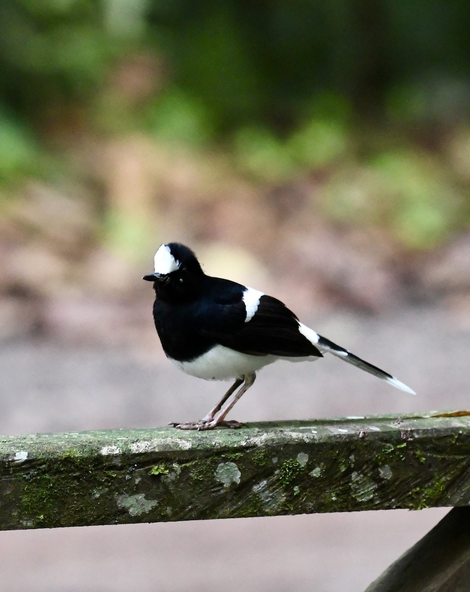 White-crowned Forktail - ML639965556